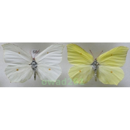 Gonepteryx rhamni (Linnaeus, 1758) pair Poland68f